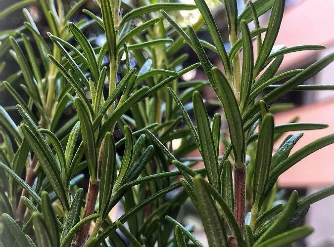 아파트 La Casa Di Pepe 산레모