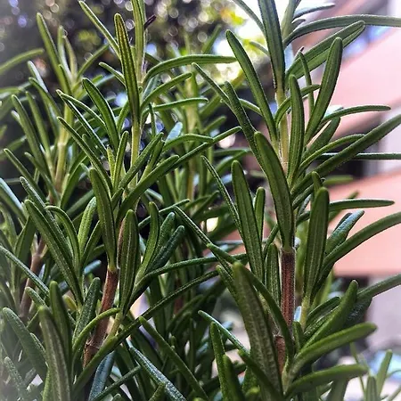 Daire La Casa Di Pepe Sanremo